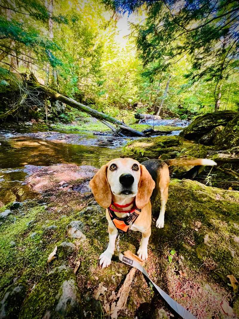 Beagle