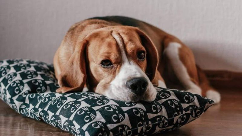 Beagle