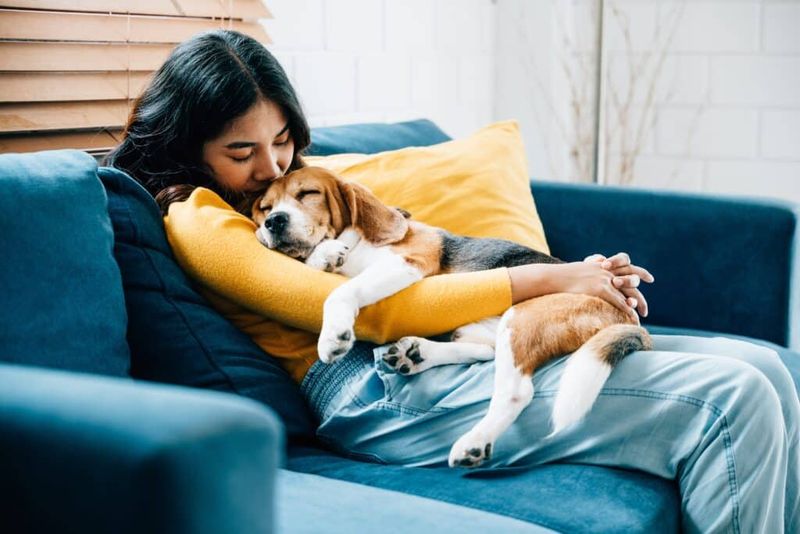Beagle