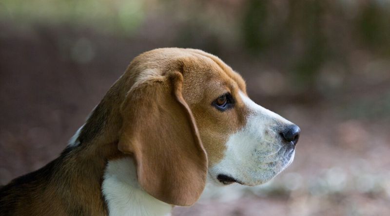 Beagle