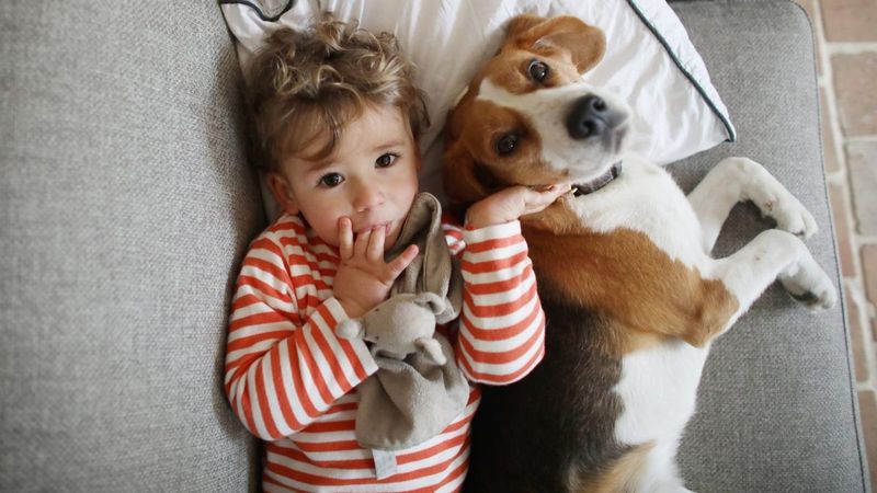 Beagle