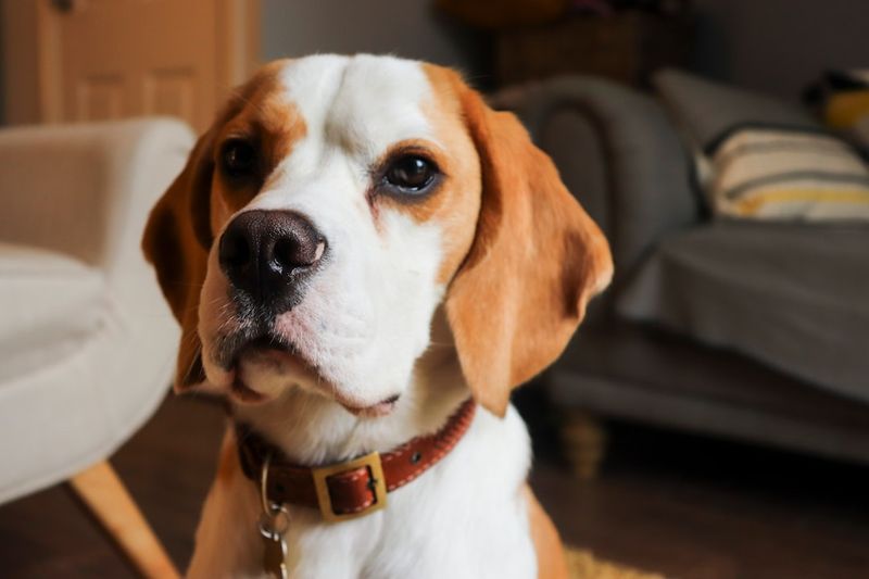 Beagle
