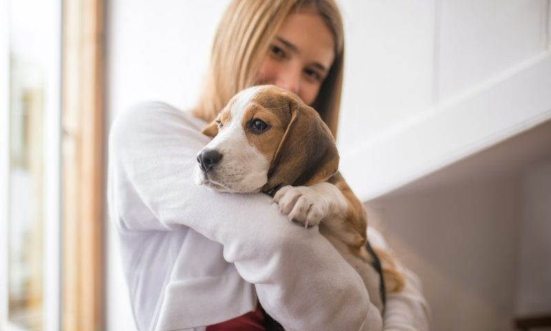Beagle