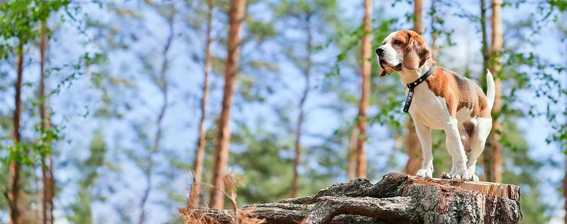 Beagle