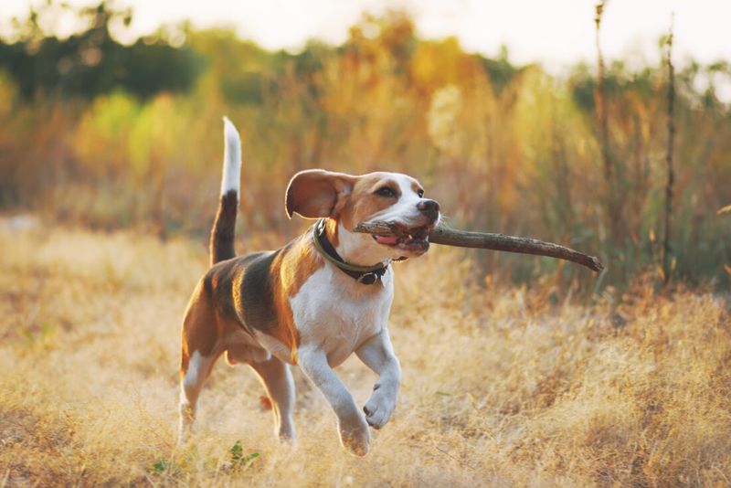Beagle