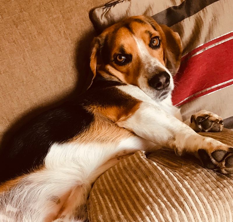 Beagle with Soulful Eyes