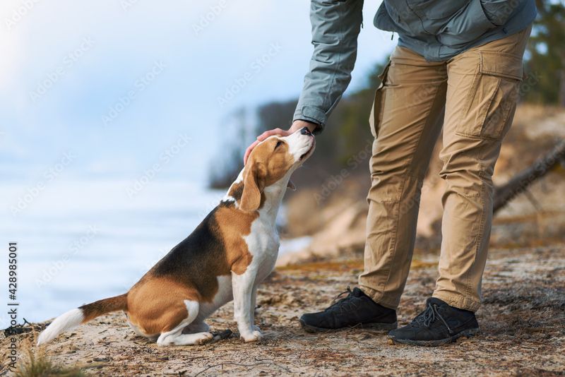 Beagle