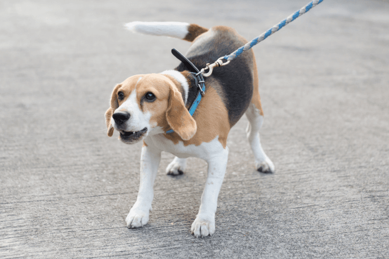 Beagle