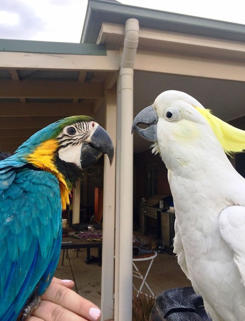 Beak Shape and Function