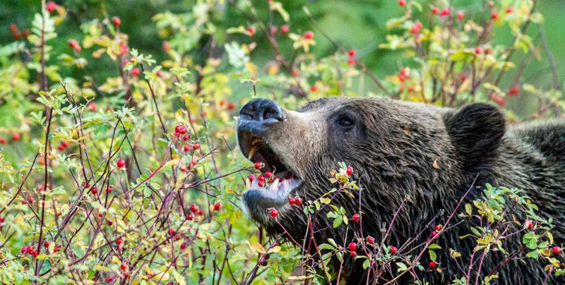 Bear's Springtime Feast in Colorado
