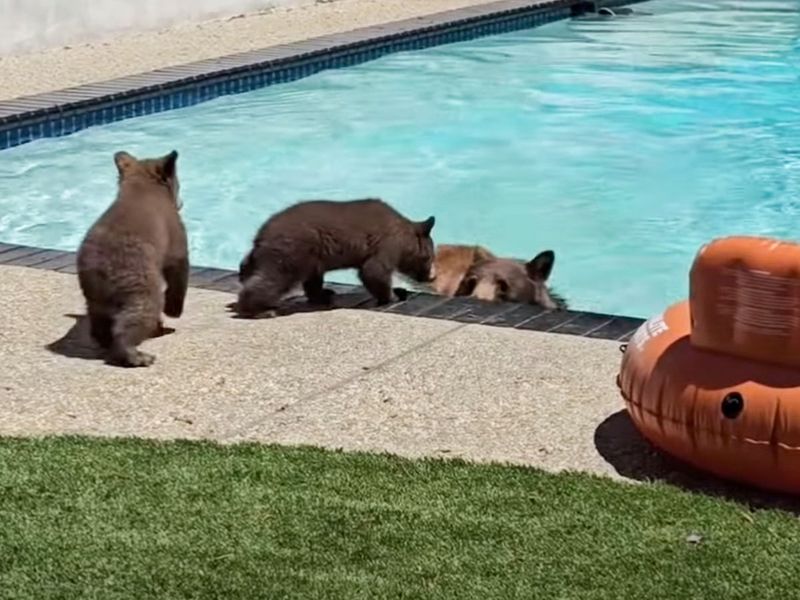 Bear Cooling Off in California