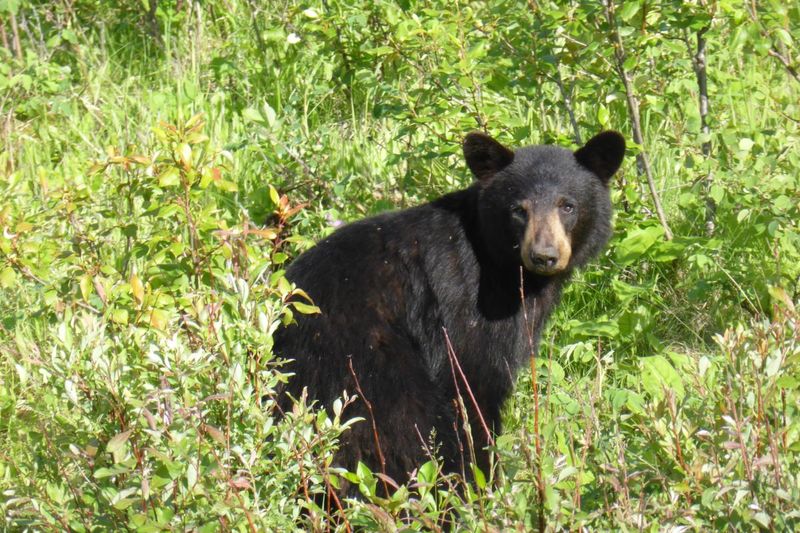 Bear Encounter on the Appalachian Trail
