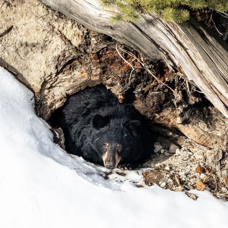 Bear Hibernation Rituals