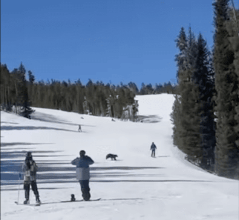 Bear Meets Skier in Aspen
