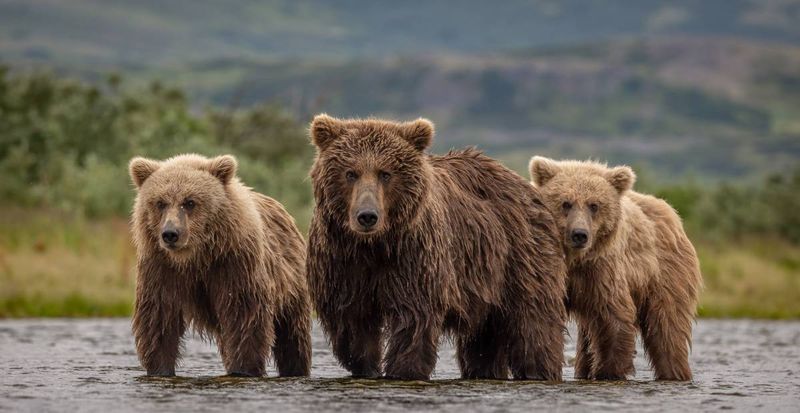 Bear Population
