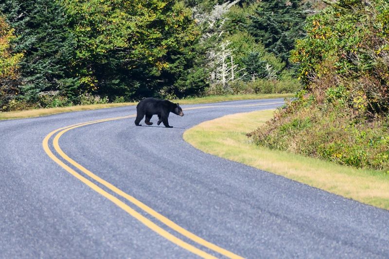 Bear Stroll on the Blue Ridge Parkway