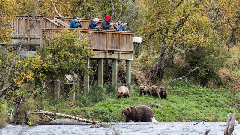 Bear Viewing Platforms