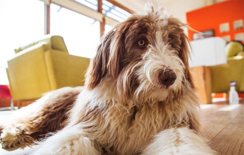 Bearded Collie