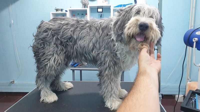 Bearded Collie
