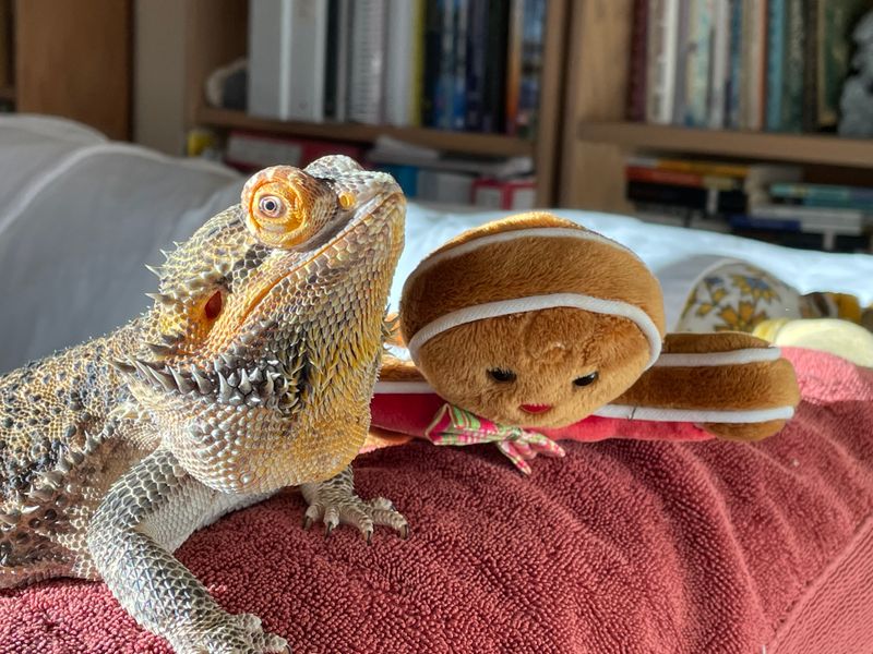 Bearded Dragon