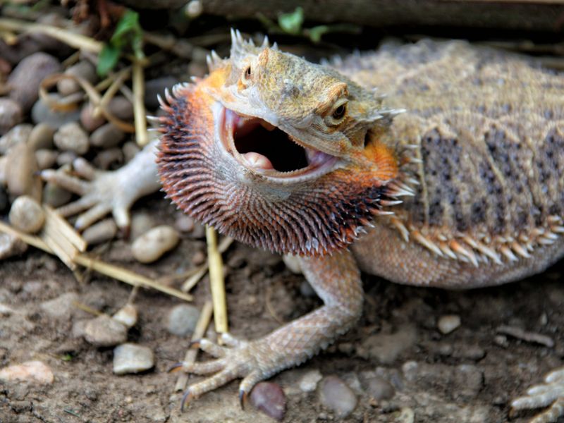 Bearded Dragon