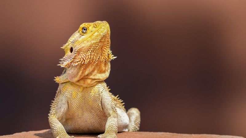 Bearded Dragon