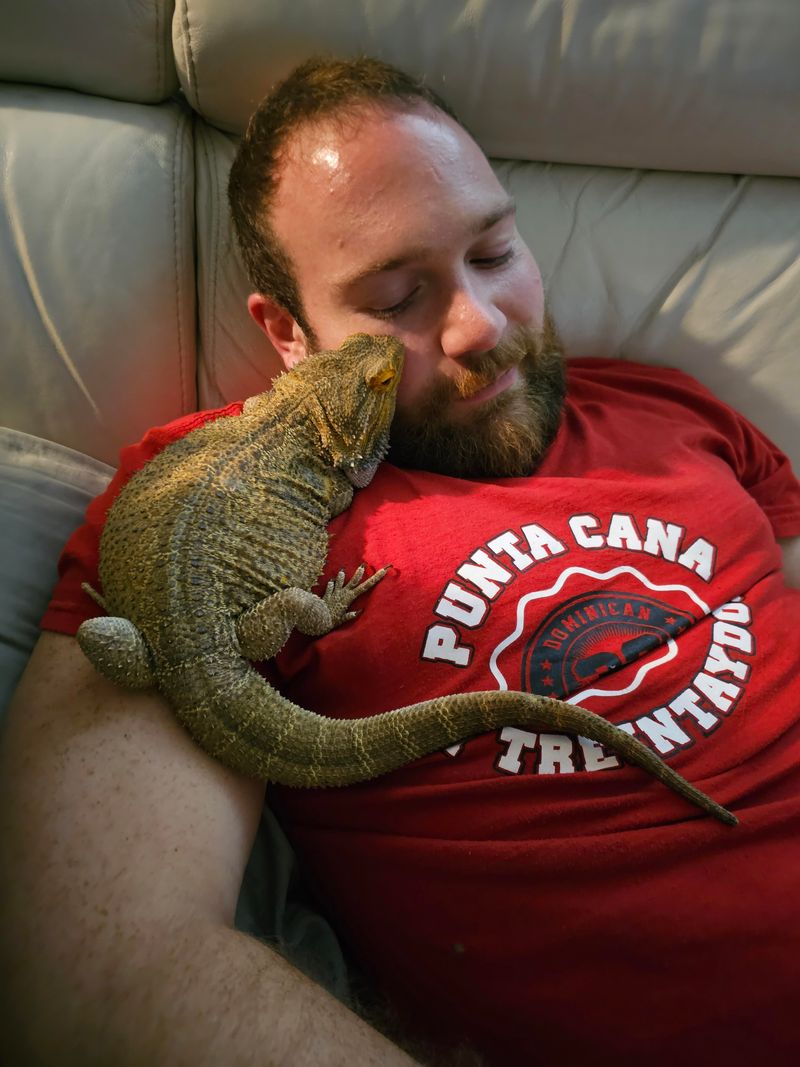 Bearded Dragons