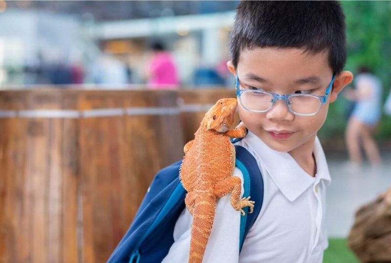 Bearded Dragons