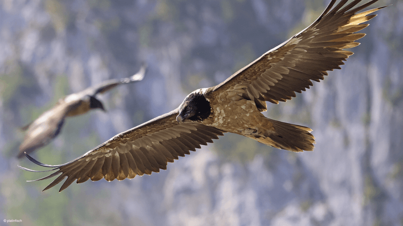 Bearded Vulture