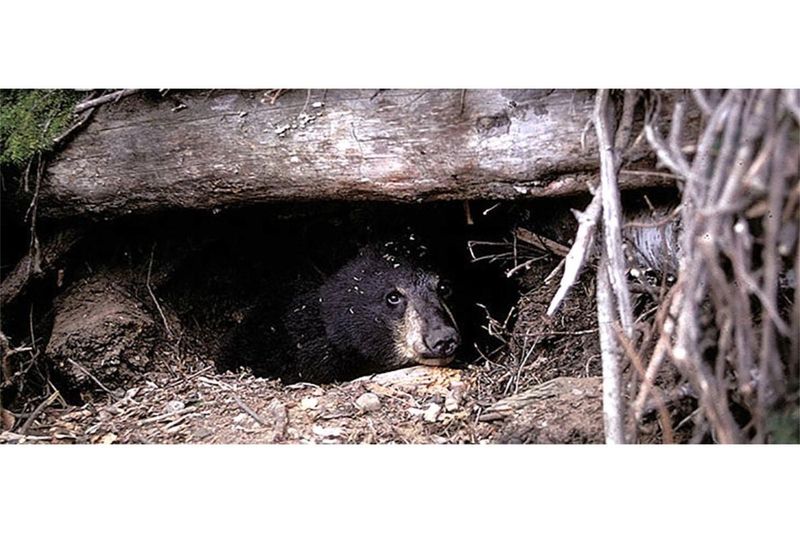 Bears' Hibernation Myths