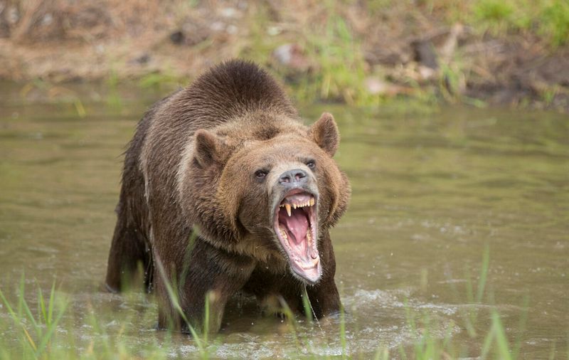 Bears