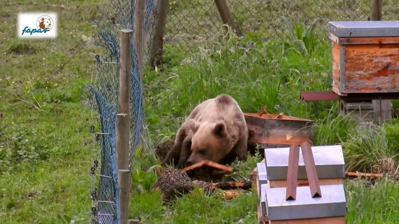 Bears