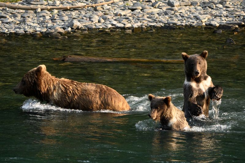 Bears