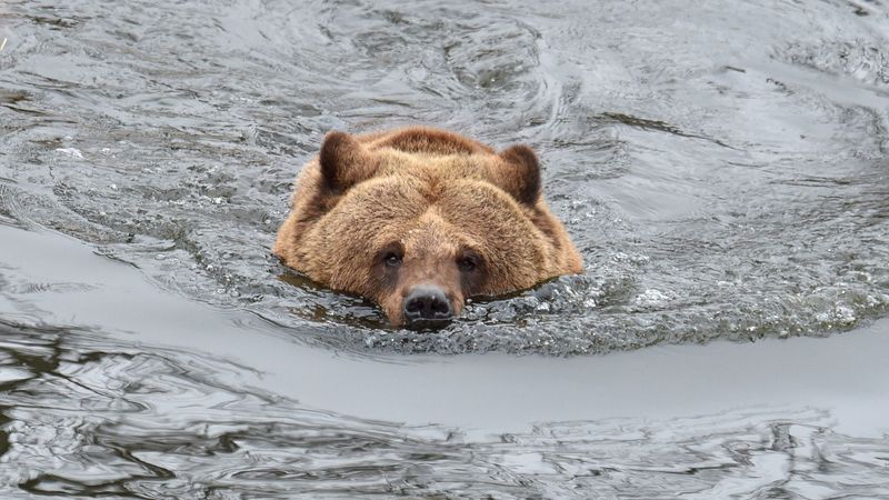 Bears Are Expert Swimmers