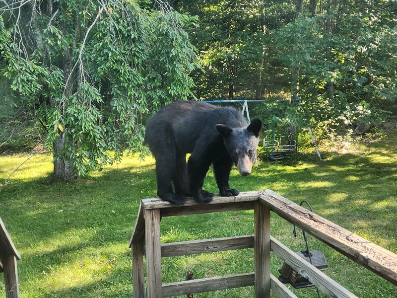 Bears Are Highly Intelligent
