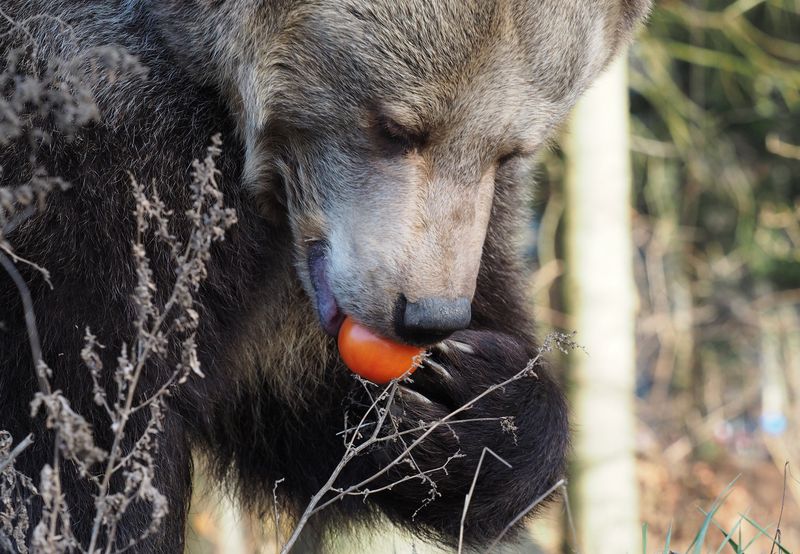 Bears Are Omnivores