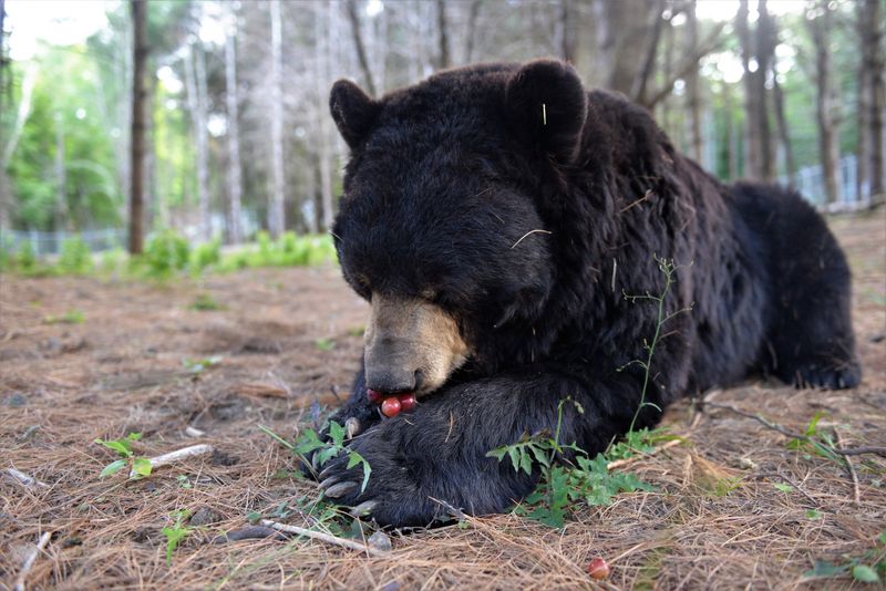 Bears Chewing on Willow Bark