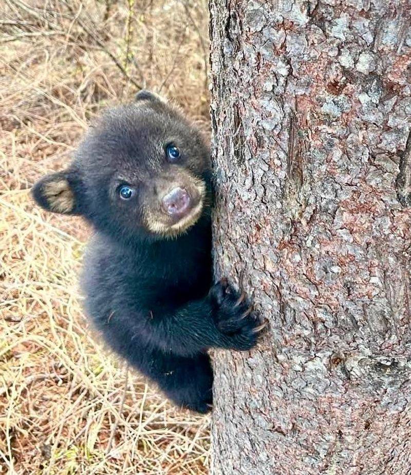 Bears Have Blue Eyes at Birth
