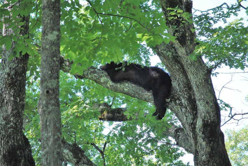 Bears Have Unique Sleep Patterns