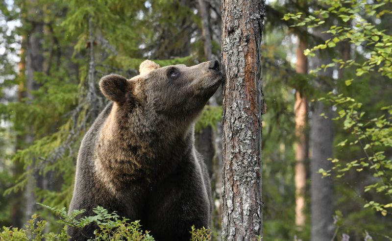 Bears Have a Strong Sense of Smell