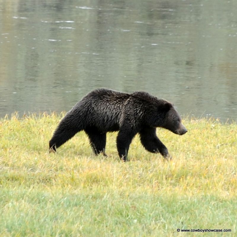 Bears Have a Unique Gait