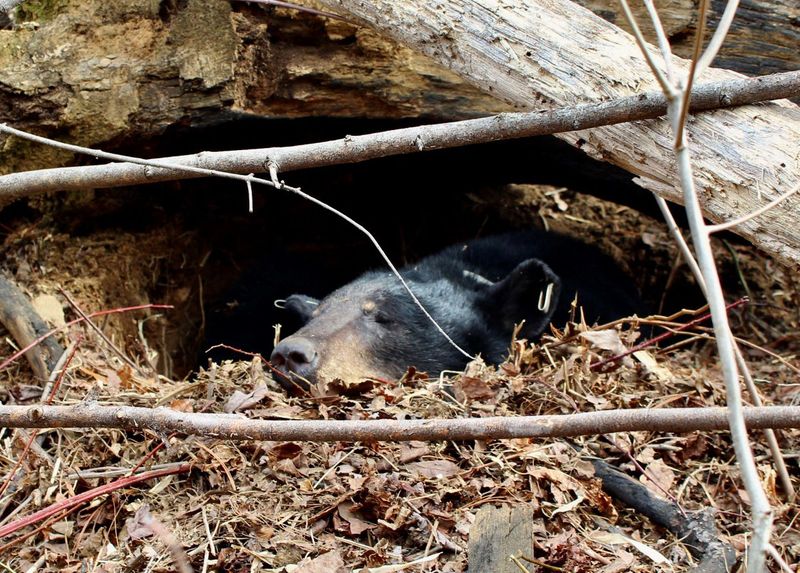 Bears Hibernate Differently
