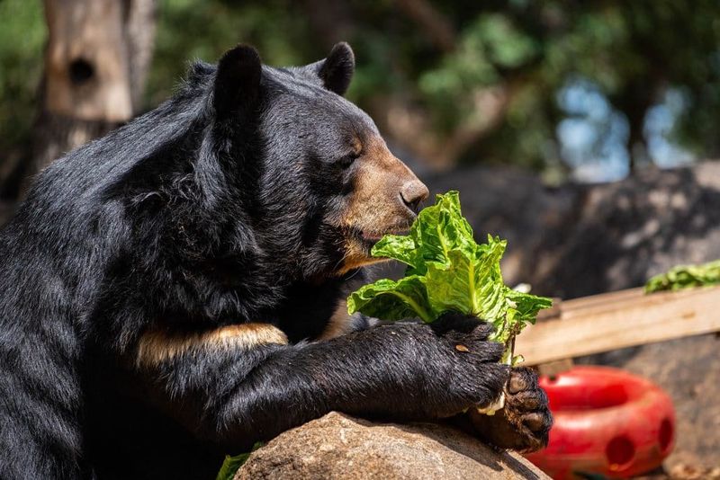 Bears Play a Key Role in Ecosystems