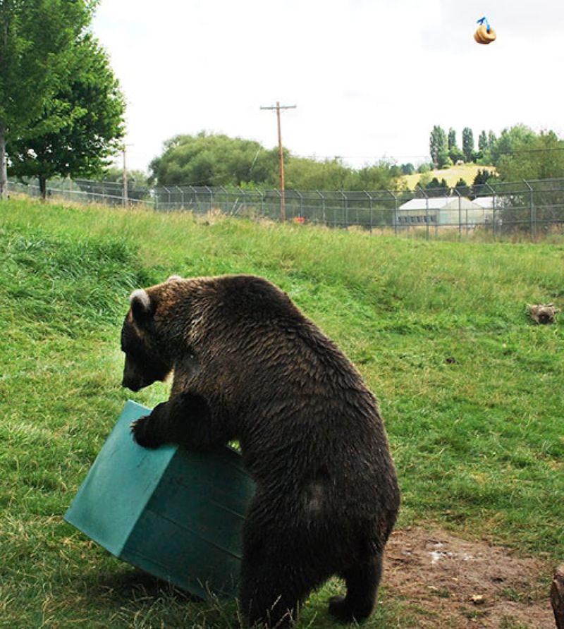Bears Use Tools
