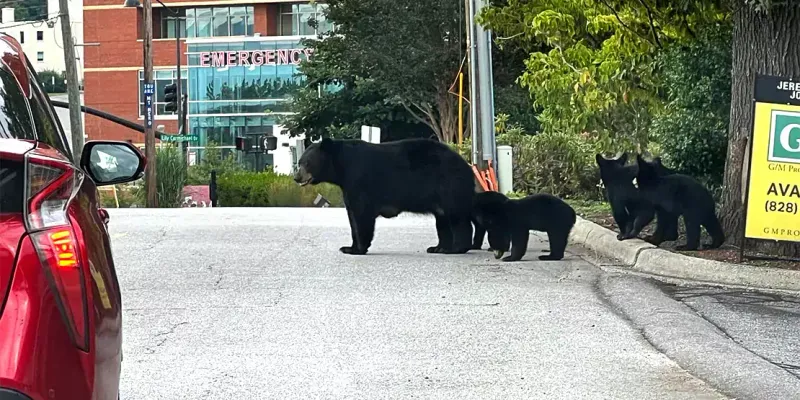 Bears in Asheville