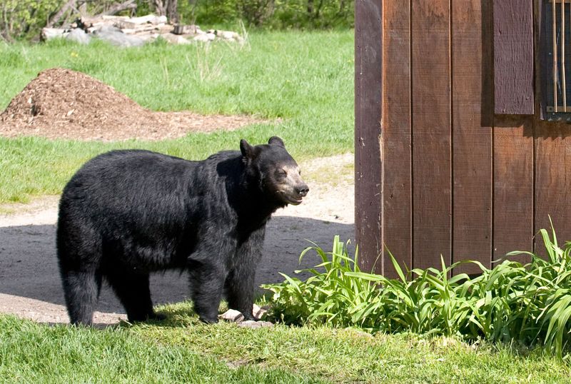 Bears