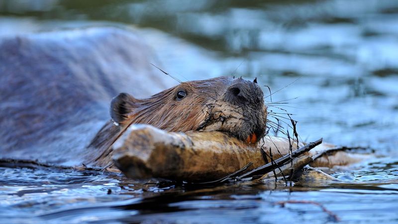 Beaver