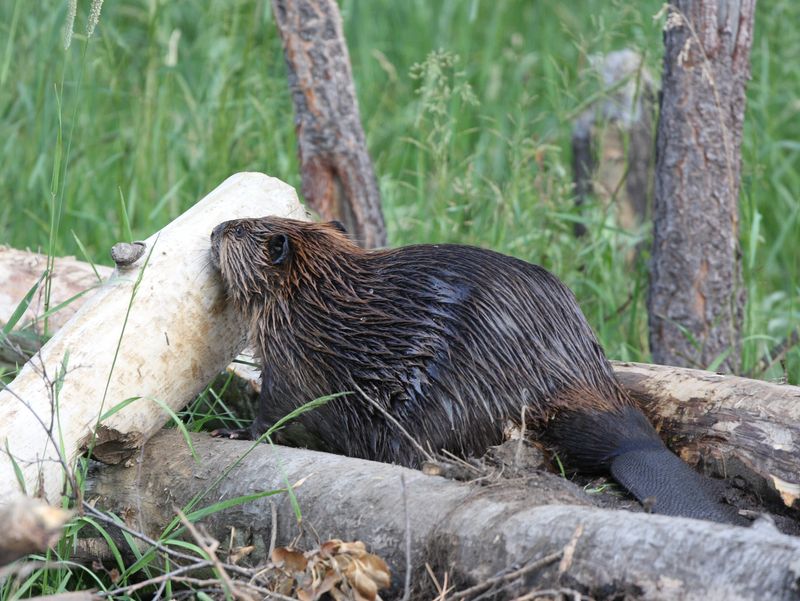 Beaver
