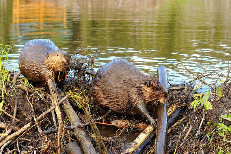 Beaver