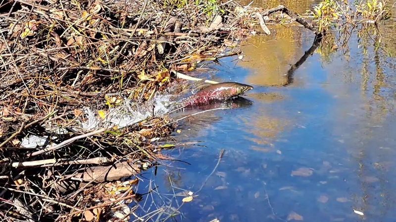 Beaver Dams Saving British Columbia's Salmon